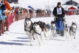 Lenk 2013